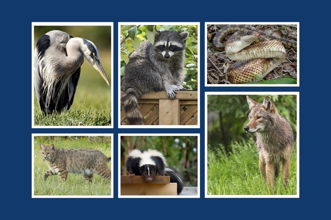 Pictures of urban wildlife, including egret, bobcat, skunk, racoon, snake and coyote.