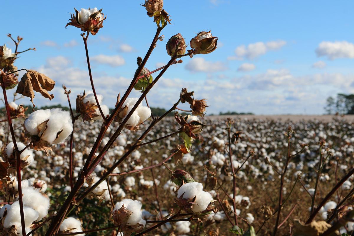 How Cotton Harvest Signals Fall's Arrival On The South Plains