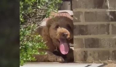 Neighbor calls DeSoto dog's death in heat preventable; owner calls it an unfortunate accident
