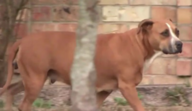 Harris County elected leaders, non-profits, advocates address the state of animal welfare