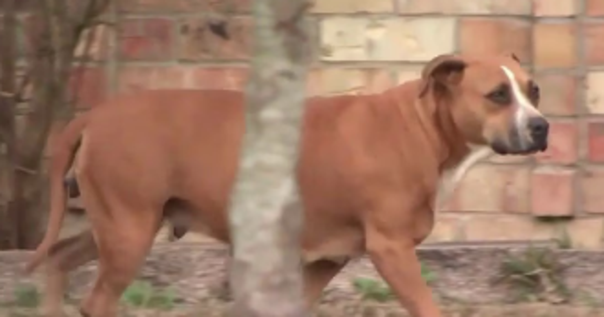 Harris County elected leaders, non-profits, advocates address the state of animal welfare
