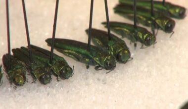 Emerald ash borer found in five more Texas counties – NBC 5 Dallas-Fort Worth