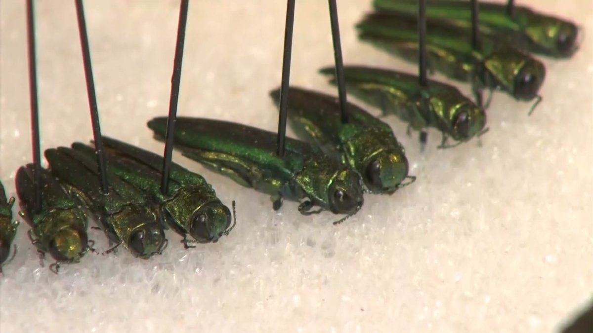 Emerald ash borer found in five more Texas counties – NBC 5 Dallas-Fort Worth