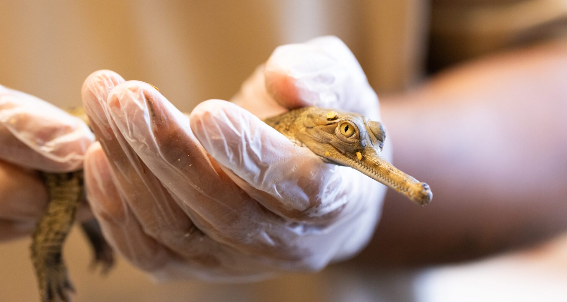 Fort Worth Zoo hatches record-breaking eight critically endangered gharial crocodiles