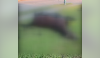 Dead horse decaying in front of Harris Health System facility