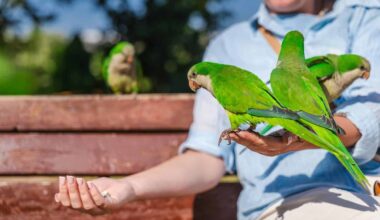 Why Austin’s Tropical Parrots Nest on Utility Poles, Not Trees