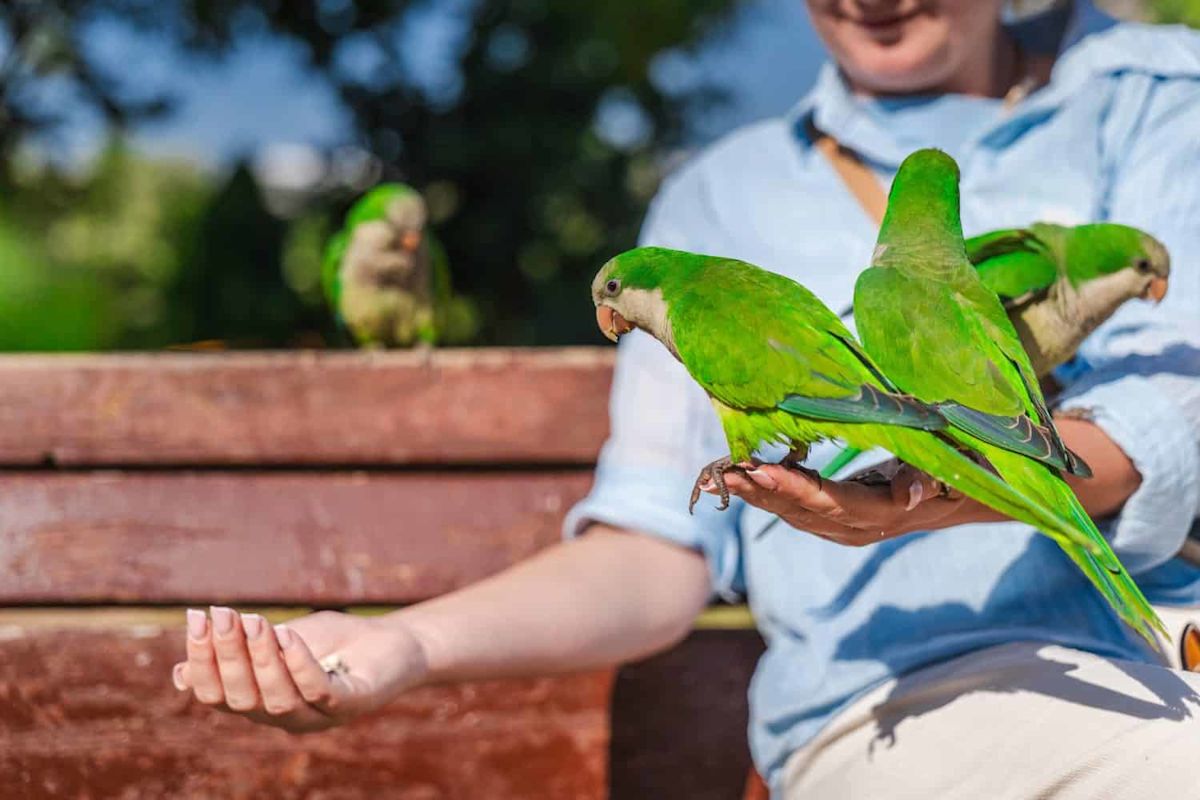 Why Austin’s Tropical Parrots Nest on Utility Poles, Not Trees