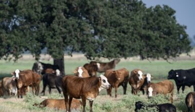 Trump's beef policies irk Texas ranchers, testing their loyalty