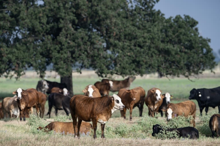 Trump's beef policies irk Texas ranchers, testing their loyalty
