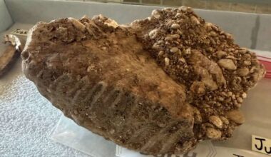 Rare mammoth fossils found beneath famous Texas Ice Age site