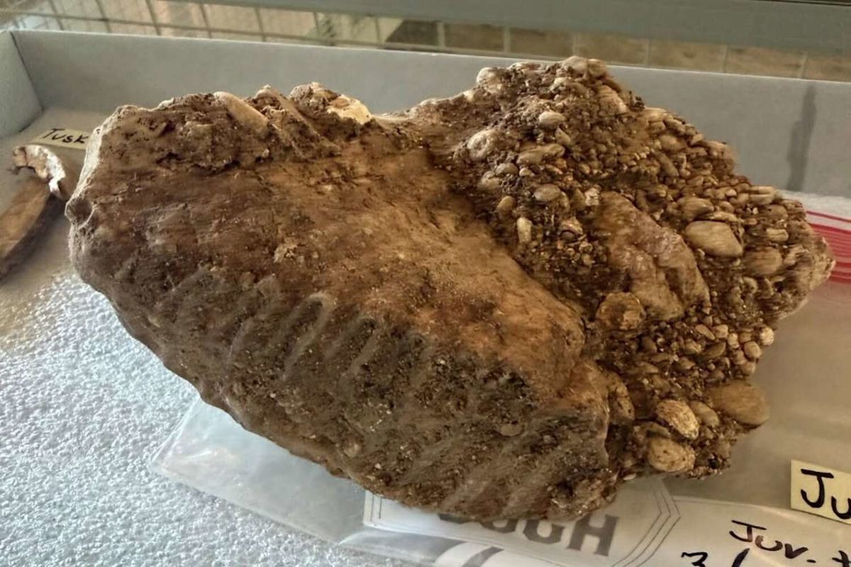 Rare mammoth fossils found beneath famous Texas Ice Age site