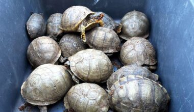 The tortoises and the care (package): What shocked a Texas FedEx