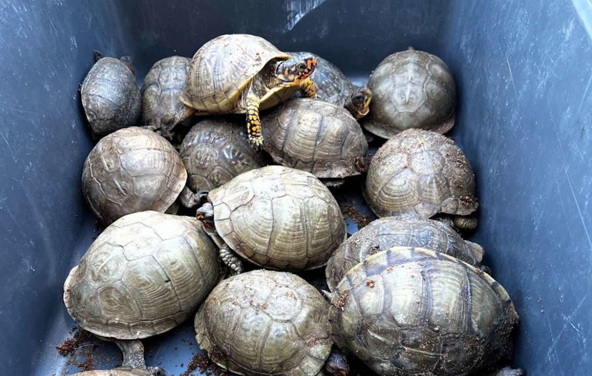 The tortoises and the care (package): What shocked a Texas FedEx