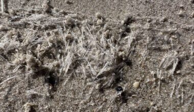 Texas beaches are getting swarmed by some very strange 'butterflies'