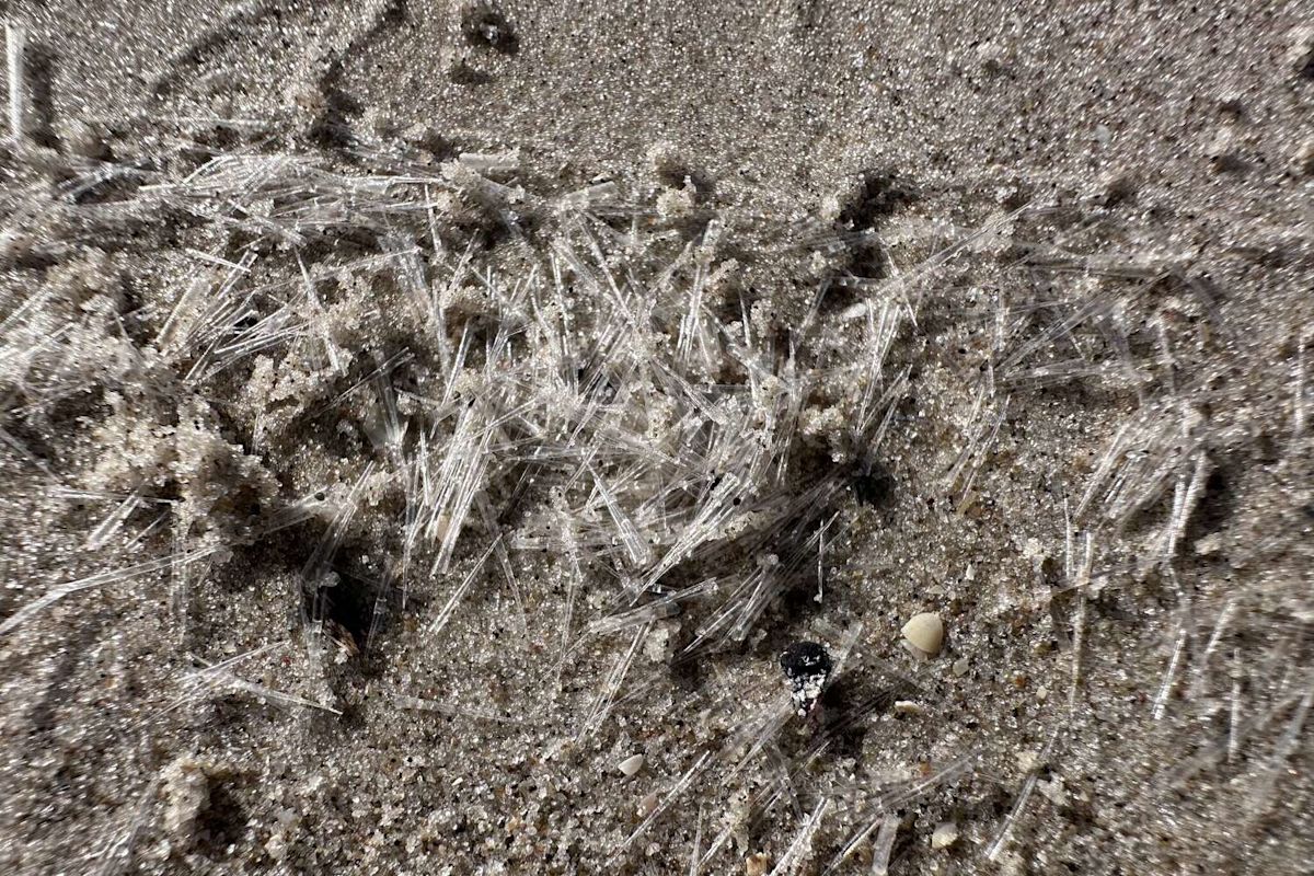 Texas beaches are getting swarmed by some very strange 'butterflies'