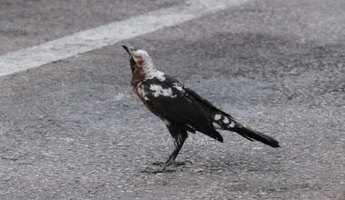 'Rare' Dalmatian grackle found in Texas inspires tattoo design
