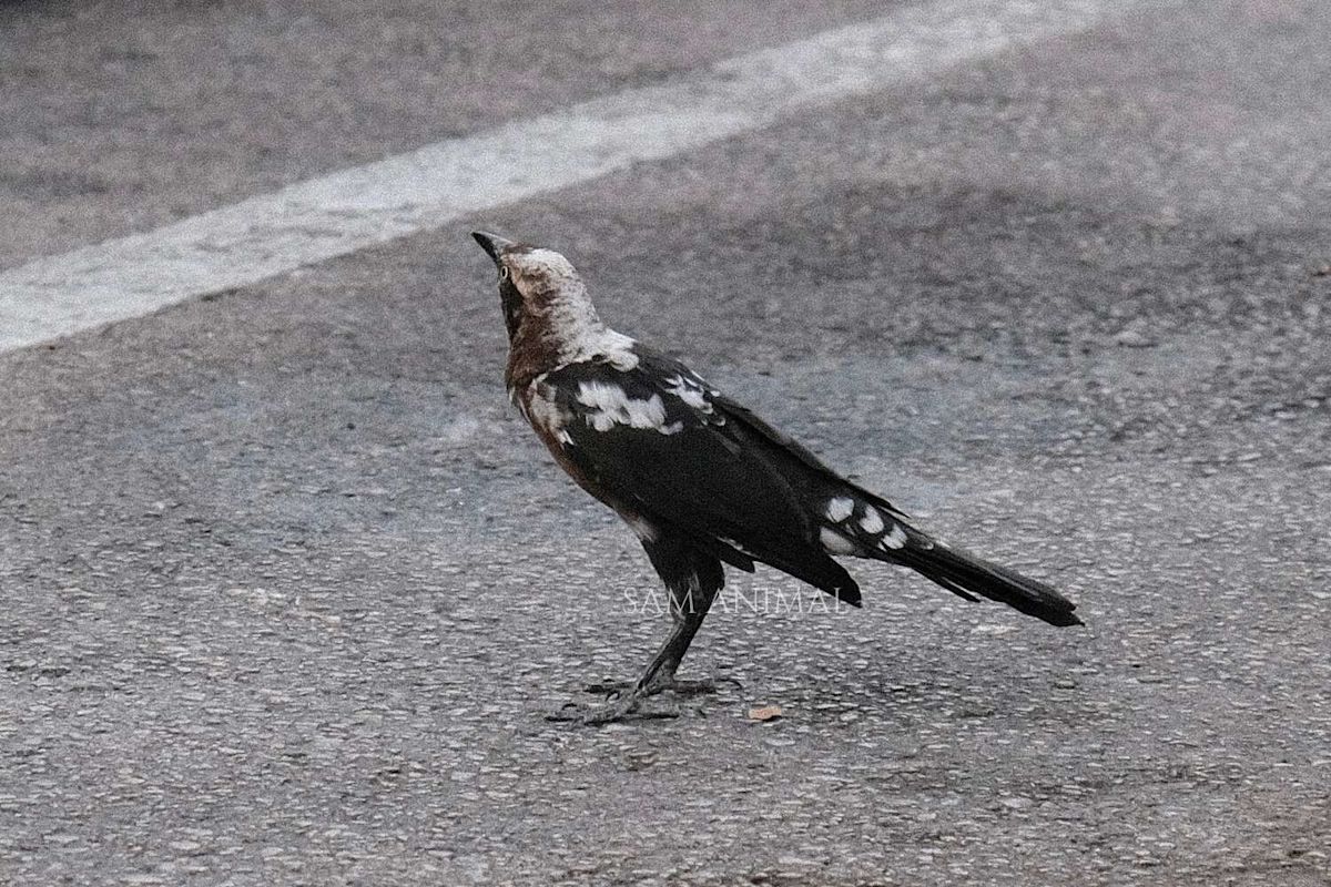 'Rare' Dalmatian grackle found in Texas inspires tattoo design