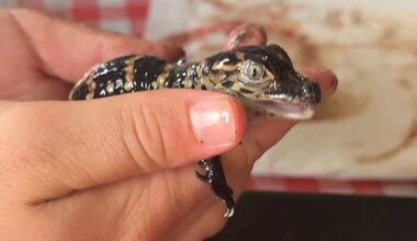 Texas' favorite alligator Boots welcomes his first babies