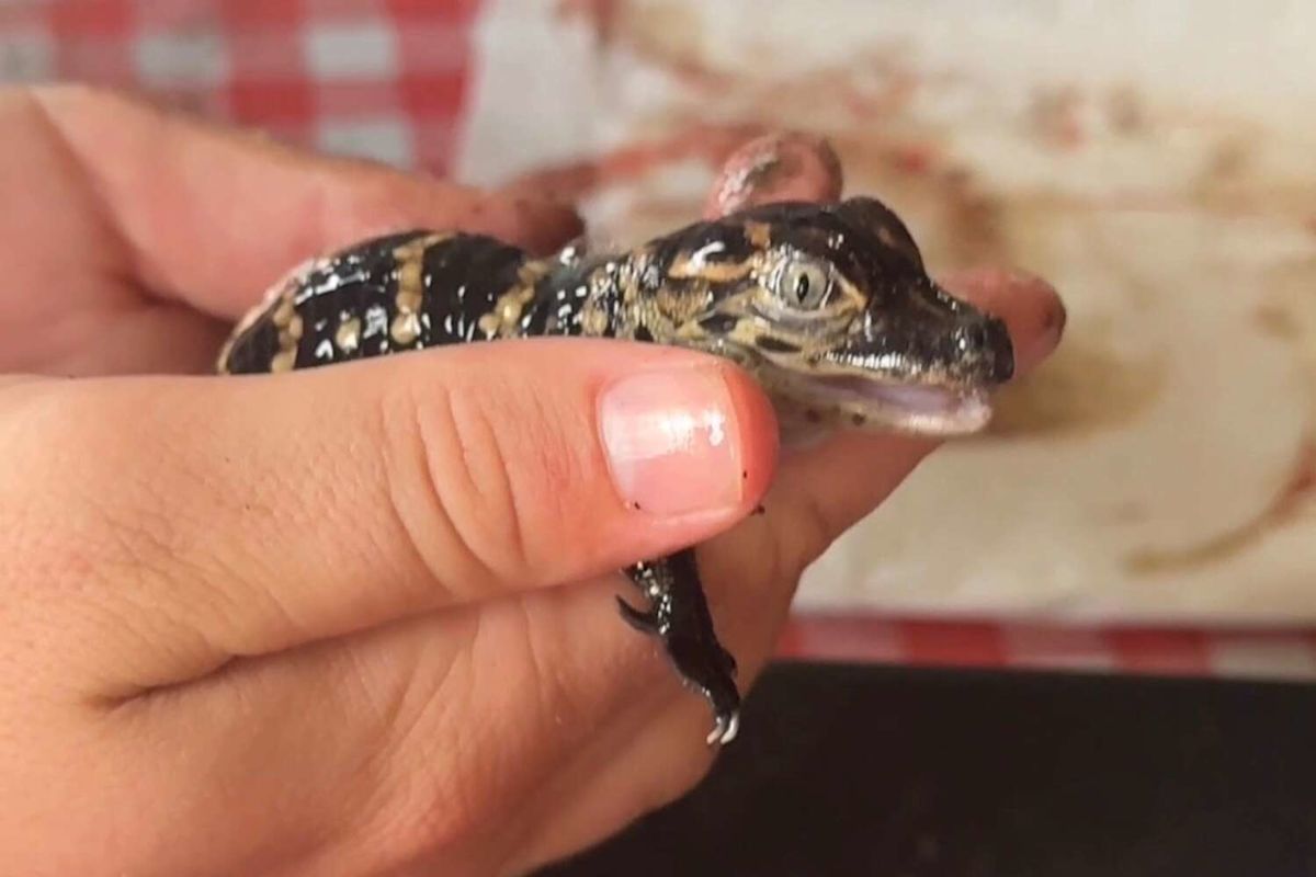 Texas' favorite alligator Boots welcomes his first babies