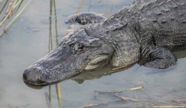 Texas' Celebrity Alligator Boots Is Now a Proud Father