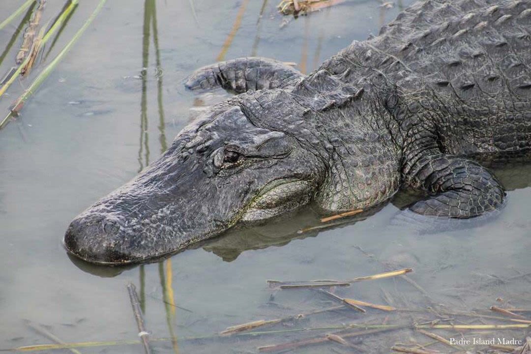 Texas' Celebrity Alligator Boots Is Now a Proud Father