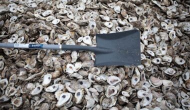 Restaurants return oyster shells to restore Coastal Bend reefs
