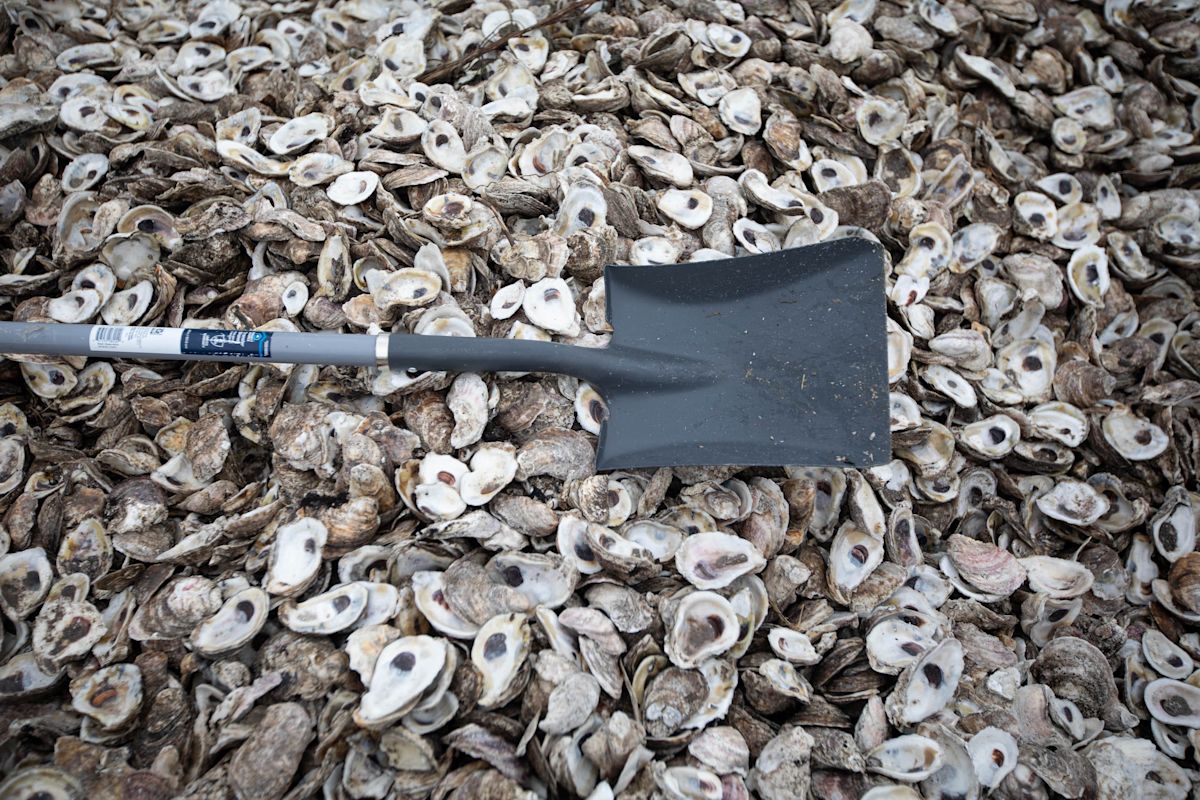 Restaurants return oyster shells to restore Coastal Bend reefs