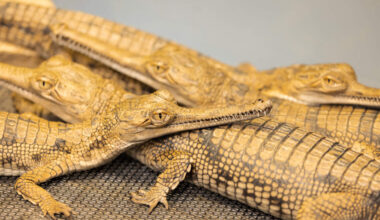 Fort Worth Zoo welcomes baby gharial crocodiles for 4th consecutive year