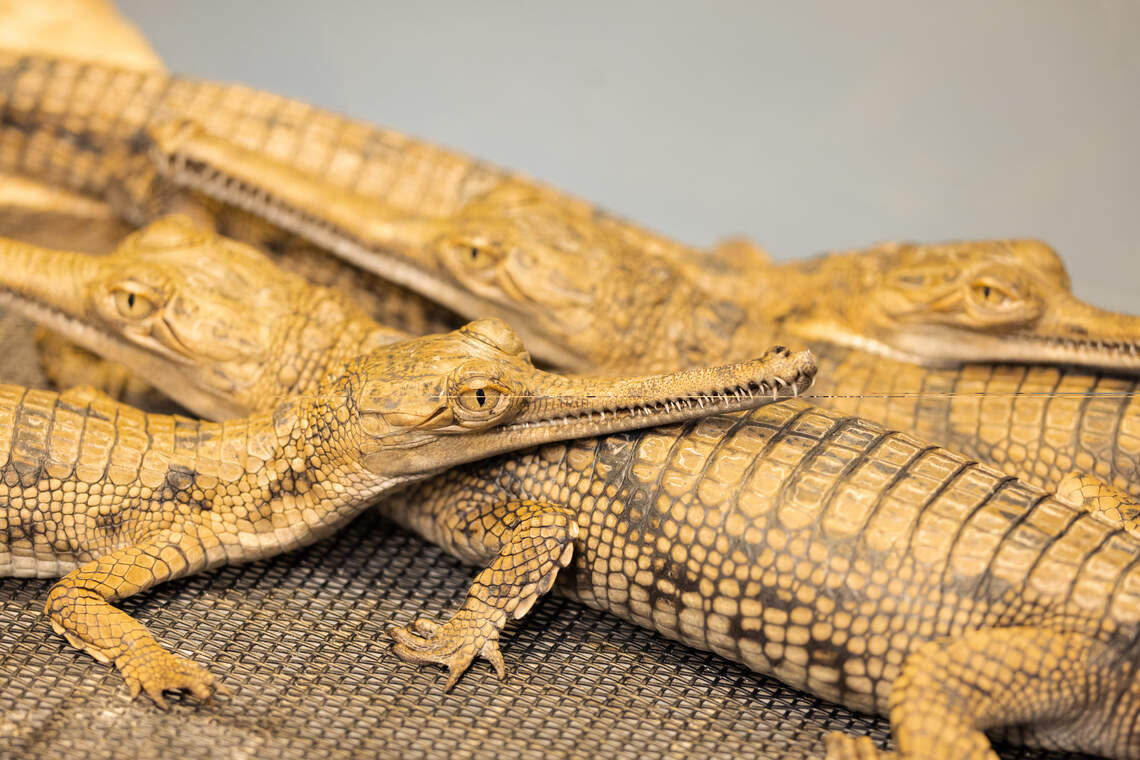 Fort Worth Zoo welcomes baby gharial crocodiles for 4th consecutive year