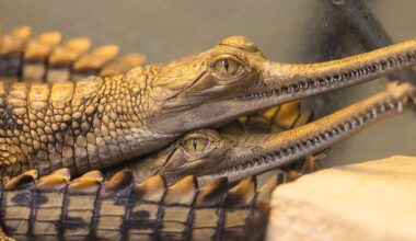 Eight critically endangered gharials born at Fort Worth Zoo