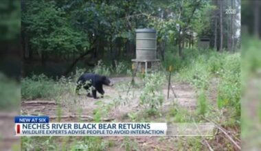 Neches River black bear returns to East Texas