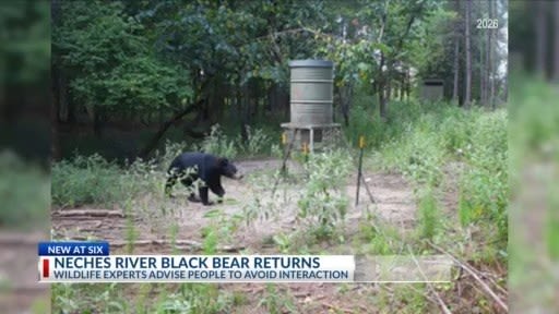 Neches River black bear returns to East Texas