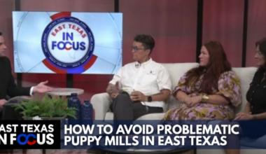 IN FOCUS: How to avoid problematic puppy mills in East Texas