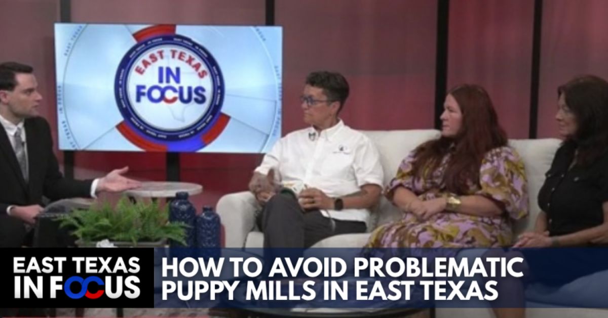 IN FOCUS: How to avoid problematic puppy mills in East Texas