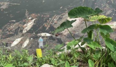 Dead fish in Houston waterways? Wildlife officials say that's natural