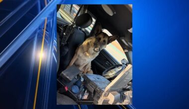 El Paso dog finds safety by jumping into police car
