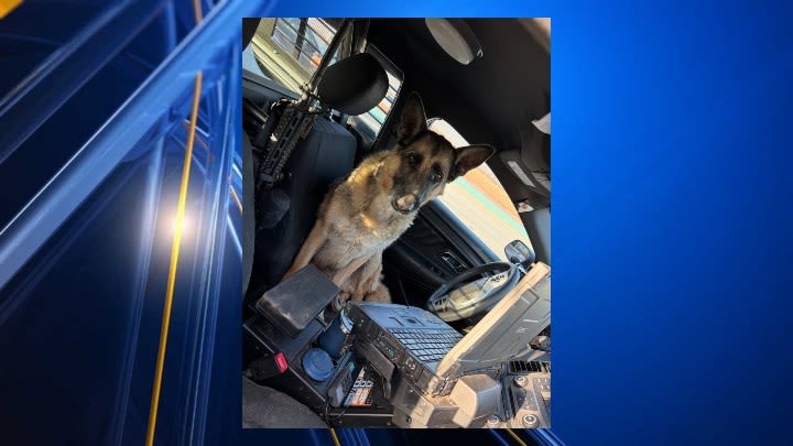 El Paso dog finds safety by jumping into police car
