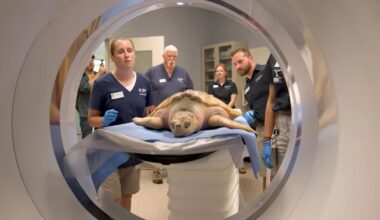 Endangered sea turtle found near death makes 5,000-mile trip to Houston for Gulf release