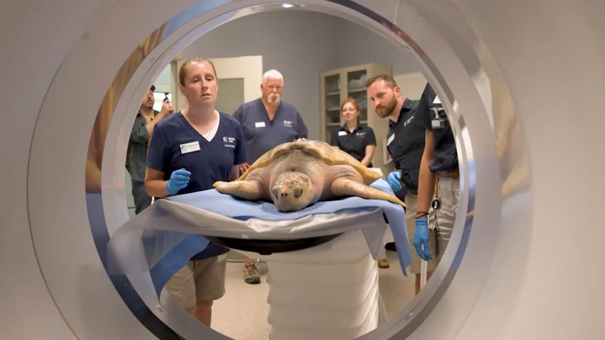 Endangered sea turtle found near death makes 5,000-mile trip to Houston for Gulf release
