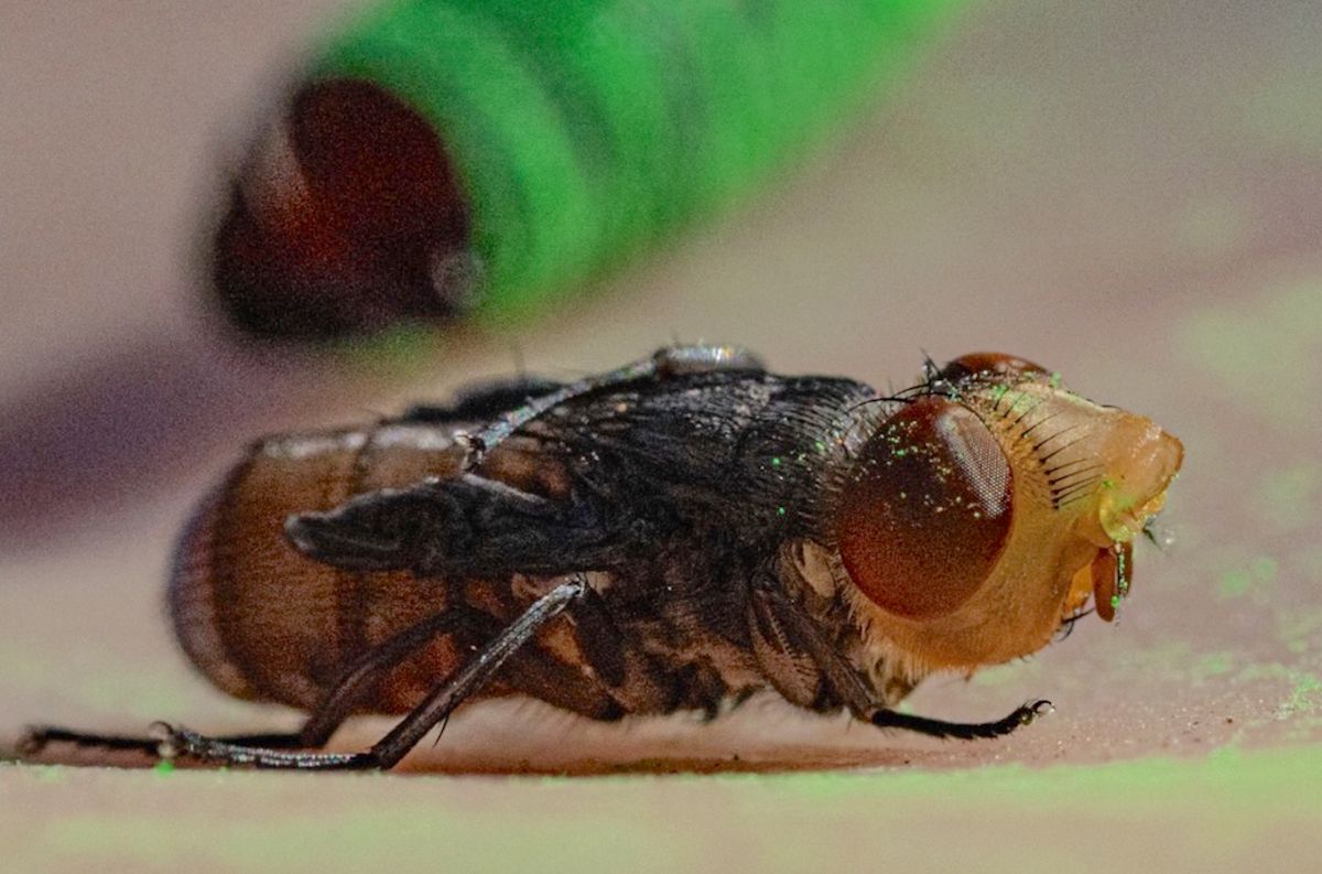Texas releases 700 million sterile flies that glow under UV to stop flesh-eating screwworm