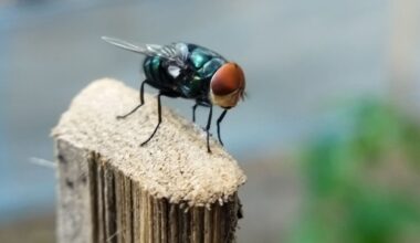 Texas drives US screwworm count to 49 as USDA warns: 'We're not out of the woods yet'