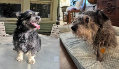 Throwback Thursday: 2010 Advocate cover dog Luther is still kicking