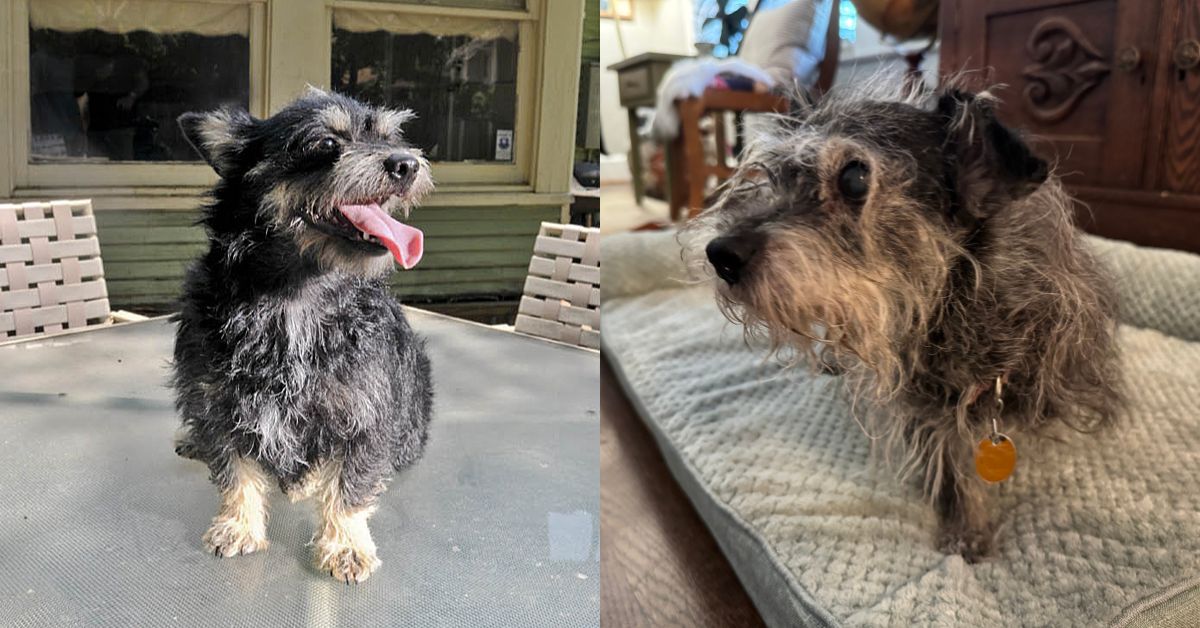 Throwback Thursday: 2010 Advocate cover dog Luther is still kicking