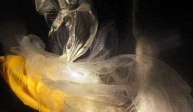 Laura Rathe Fine Art presents Christy Lee Rogers and Lucrecia Waggoner: "Between Worlds" opening reception