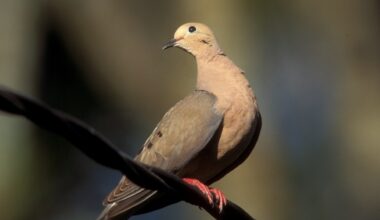 Dove Hunting Season Begins In Collin County: What Residents Need To Know - Local Profile