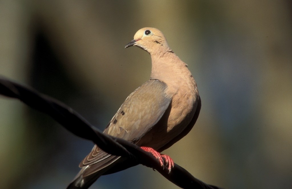 Dove Hunting Season Begins In Collin County: What Residents Need To Know - Local Profile