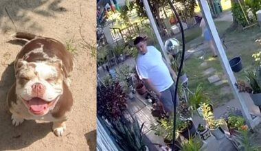 French bulldog stolen from north Houston family's home during break-in