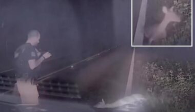 Texas deputy screams as 'dead' deer springs back to life in hilarious video