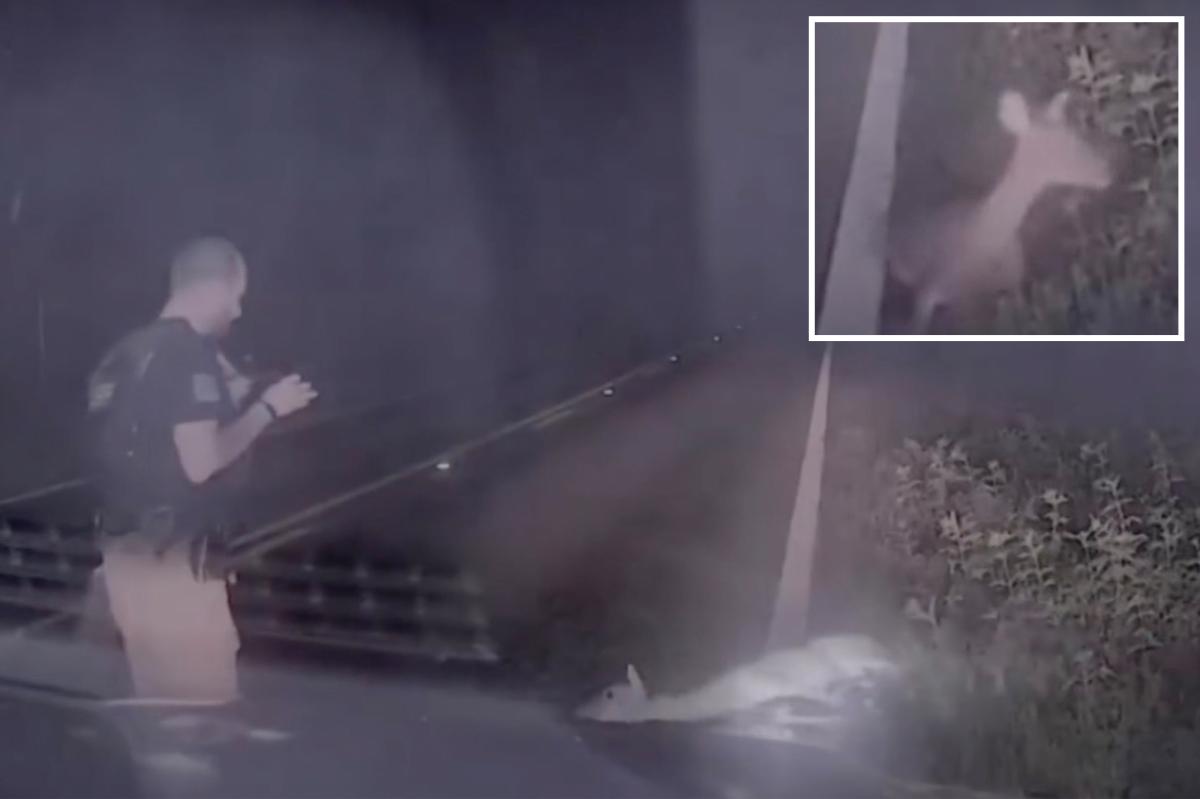 Texas deputy screams as 'dead' deer springs back to life in hilarious video