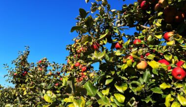 El Paso’s Favorite Fall Apple Festival Is Back for 2026